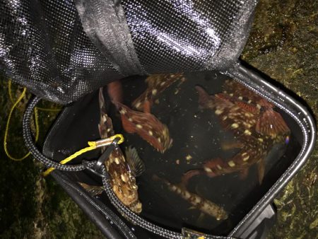 ガシリング爆釣